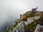 44 Ci raggiungono anche gli stambecchi...